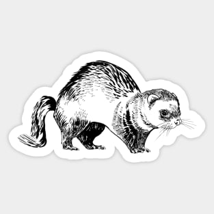 ferret Sticker